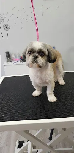 PupiLove Spa fryzjer dla psów